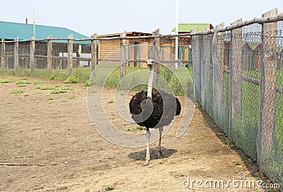 Adult ostrich enclosure. Altai. Stock Photo