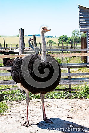 Adult ostrich enclosure Stock Photo