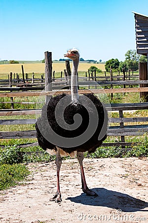 Adult ostrich on the farm Stock Photo
