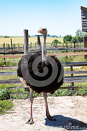 Adult ostrich male on the farm Stock Photo