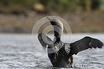 Adult Pacific Loon or Pacific Diver Gavia pacifica, breeding plumage, flapping wings on water Stock Photo