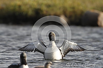 Adult Pacific Loon or Pacific Diver Gavia pacifica in breeding plumage, spreading wings on water Stock Photo