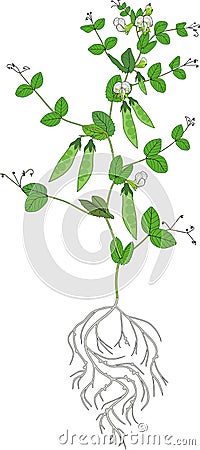 Pea plant with fruits, green leaves, flowers and root system isolated on white background Stock Photo