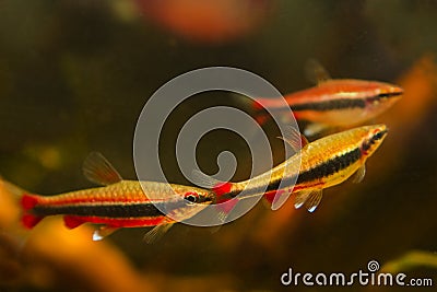 Adult pencilfish healthy pets in nature biotope design aquarium, dim light with brown tannin stained water, ornamental blackwater Stock Photo