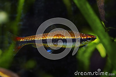 Pencilfish, popular and easy to keep pet in biotope design aquarium, dim low light with brown tannin stained water, ornamental Stock Photo