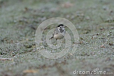 Adult Pied Wagtail, Motacilla Alba Yarrellii on frozen grassland Stock Photo