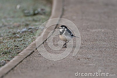 Adult Pied Wagtail, Motacilla Alba Yarrellii on frozen grassland Stock Photo