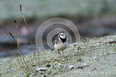 Adult Pied Wagtail, Motacilla Alba Yarrellii on frozen grassland Stock Photo