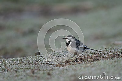 Adult Pied Wagtail, Motacilla Alba Yarrellii on frozen grassland Stock Photo