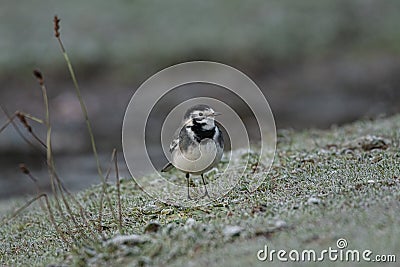 Adult Pied Wagtail, Motacilla Alba Yarrellii on frozen grassland Stock Photo