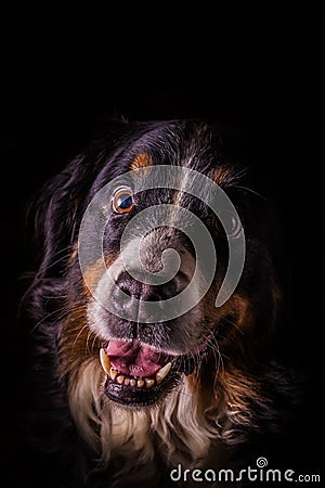 Adult portrait of Bernese Mountain Dog with black background Stock Photo