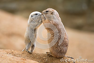 Adult prairie dog (genus cynomys) and a baby sharing their foo Stock Photo