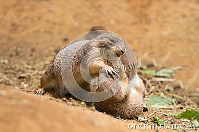 Adult prairie dogs fighting Stock Photo