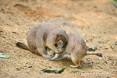 Adult prairie dogs play fighting Stock Photo