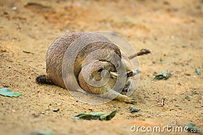 Adult prairie dogs play fighting Stock Photo