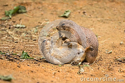 Adult prairie dogs play fighting Stock Photo