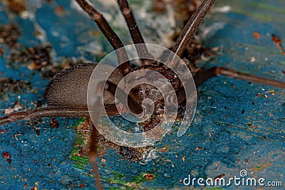 Adult Recluse Spider Stock Photo