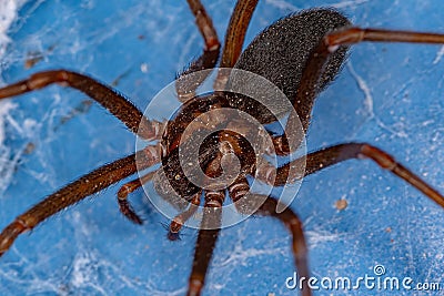 Adult Recluse Spider Stock Photo