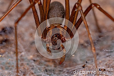 Adult Recluse Spider Stock Photo