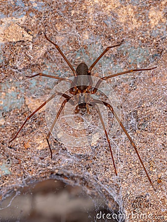 Adult Recluse Spider Stock Photo
