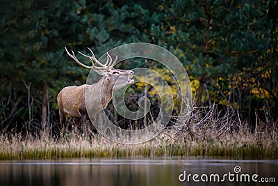 Adult red deer walks along the bank of a forest river in a natural environment Stock Photo