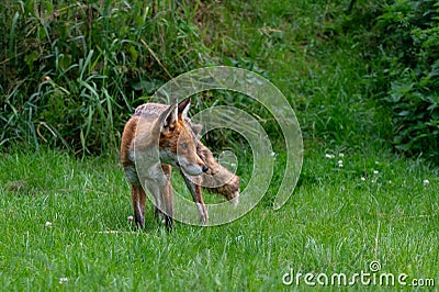 Adult red fox, vulpes vulpes, with spring moult fur Stock Photo