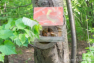 An adult red squirrel eats food Stock Photo