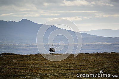 Adult reindeer on Swedish tundra Stock Photo