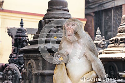 Rhesus macaque with carrot Stock Photo