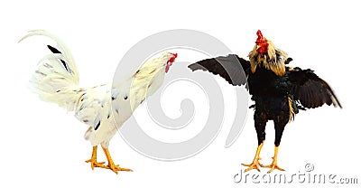 An adult rooster. Mammal, nature. Stock Photo