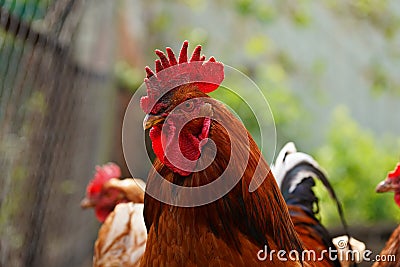 Close up of adult rooster in paddock. Portrait of stately cock outdoor Stock Photo