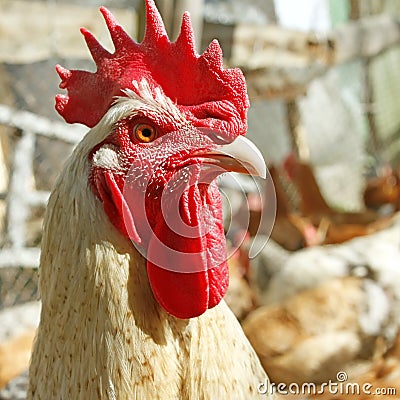 Adult rooster on the poultry yard Stock Photo