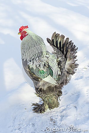 Adult rooster walks in the cold snow. Stock Photo