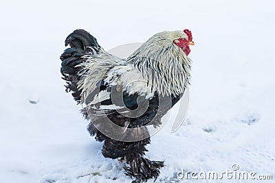 Adult rooster walks in the cold snow. Stock Photo