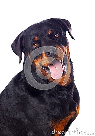 Adult Rottweiler dog Stock Photo