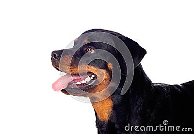 Adult Rottweiler dog Stock Photo