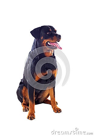Adult Rottweiler dog Stock Photo