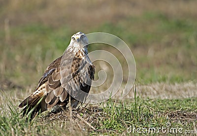 Adult Rough legged hawk Stock Photo