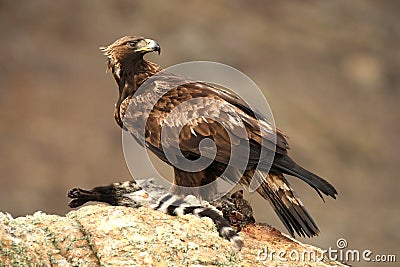 Adult royal eagle with a gene watch from his innkeeper Stock Photo