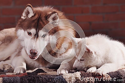 Adult senior dog and puppy husky communicating indoors toned Stock Photo