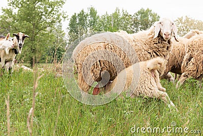 Adult sheep with her cub. Sheep and goats grazing in a mountain meadow Stock Photo