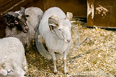 Adult sheep with horns looking at you Stock Photo