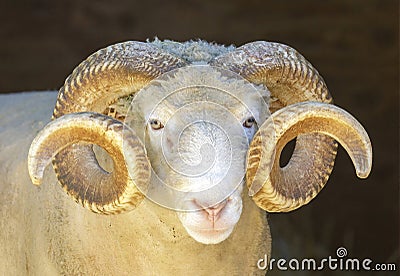 Adult Sheep Ram Headshot Stock Photo