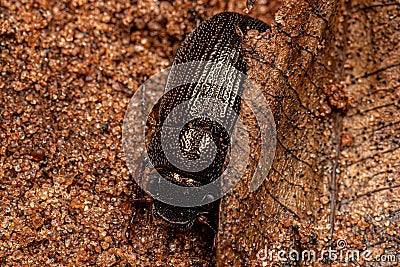 Adult Shining Leaf Chafer Beetle Stock Photo