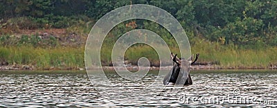 Adult Shiras Bull Moose feeding on water grass in Fishercap Lake in the Many Glacier region Glacier National Park in Montana USA Stock Photo