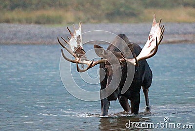 Adult Shiras Bull Moose walking near shore of Fishercap Lake in the Many Glacier region of Glacier National Park in Montana USA Stock Photo