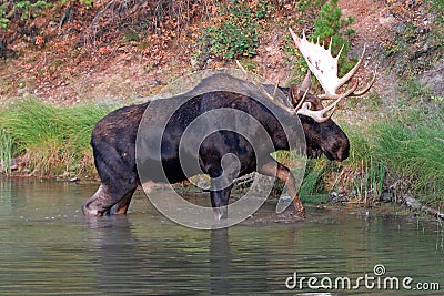 Adult Shiras Bull Moose walking near shore of Fishercap Lake in the Many Glacier region of Glacier National Park in Montana USA Stock Photo