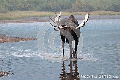 Adult Shiras Bull Moose walking near shore of Fishercap Lake in the Many Glacier region of Glacier National Park in Montana USA Stock Photo