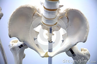 Adult skeleton Stock Photo