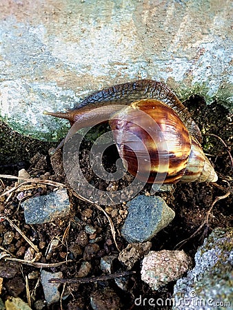 a snail climb the wall Stock Photo